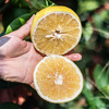 福利活动『福建黄金葡萄柚』皮薄多汁 清甜柔嫩 商品缩略图7