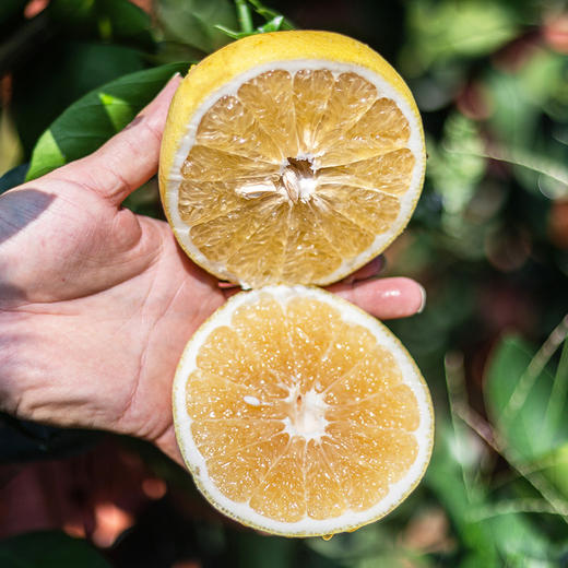 福利活动『福建黄金葡萄柚』皮薄多汁 清甜柔嫩 商品图7