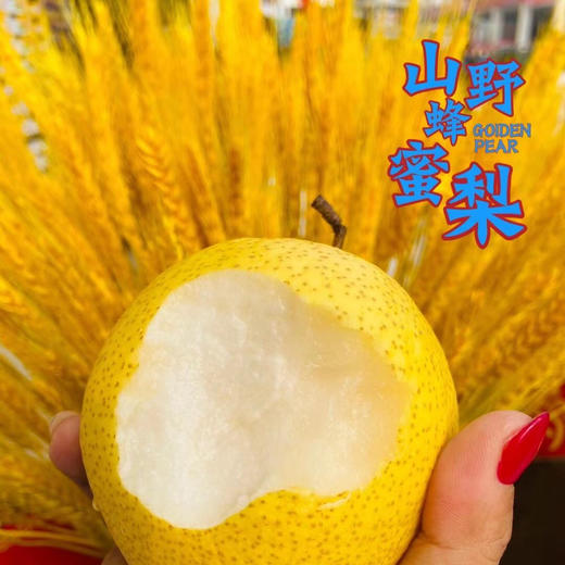 【山野蜂蜜梨】只要吃一口就知道是好梨，汁水特别足！多吃梨润肺 防呼吸道疾病[胜利] 商品图0