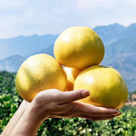 福利活动『福建黄金葡萄柚』皮薄多汁 清甜柔嫩 商品图8