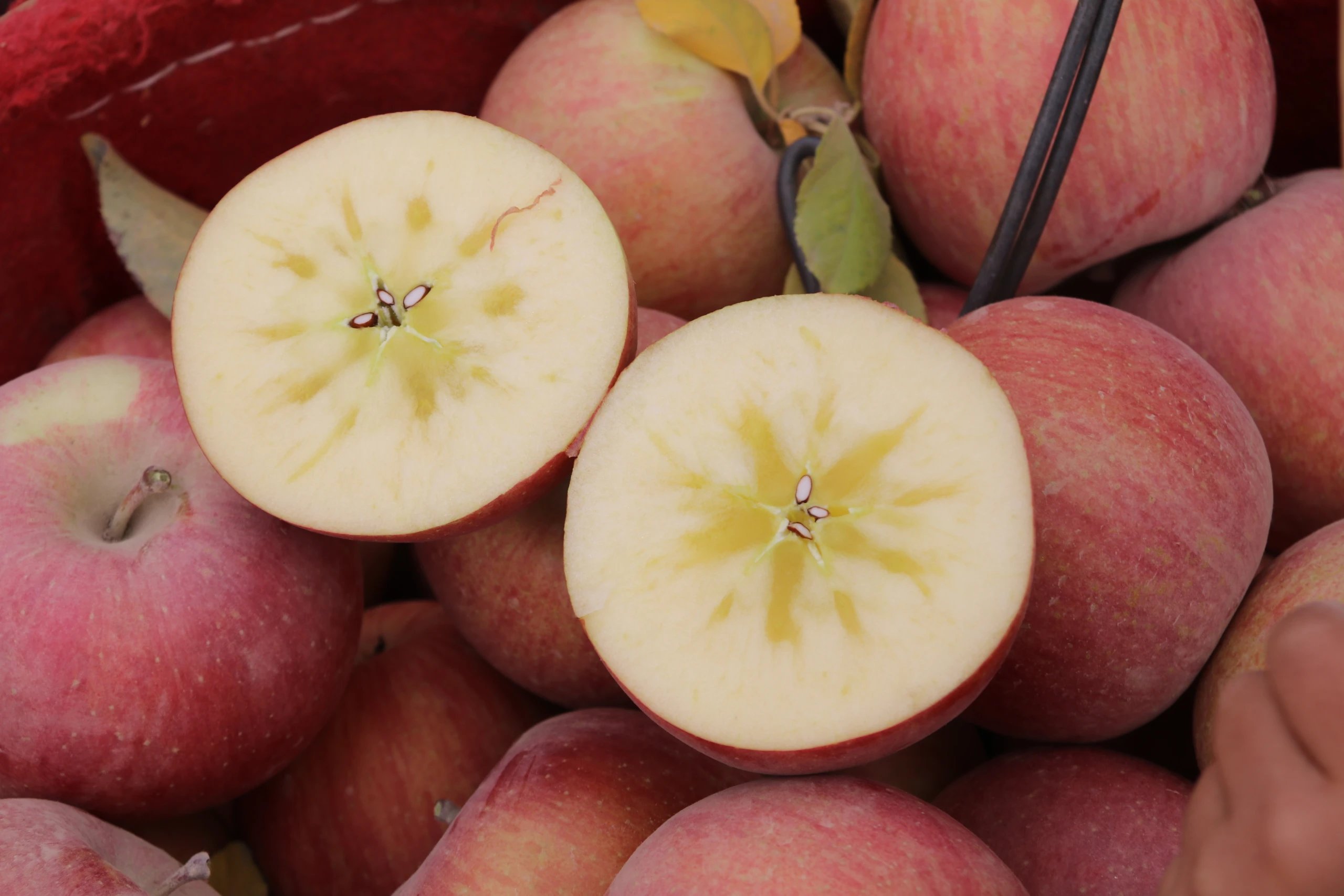 正宗 新疆阿克苏冰糖心苹果 5斤/8斤精美彩箱 充足的日照| 极大的昼夜