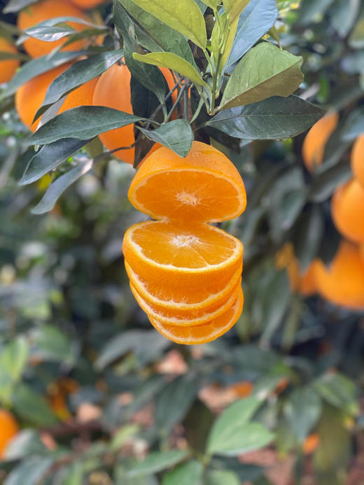 🧧甜，香，多汁于一身｜丁一夏甜橙🍊第四季 商品图1