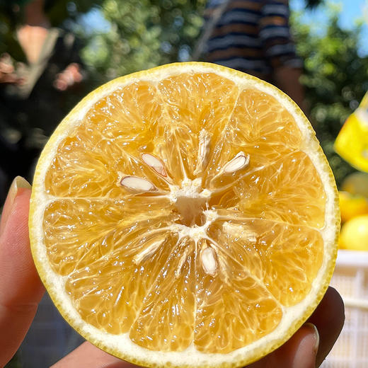 福利活动『福建黄金葡萄柚』皮薄多汁 清甜柔嫩 商品图4
