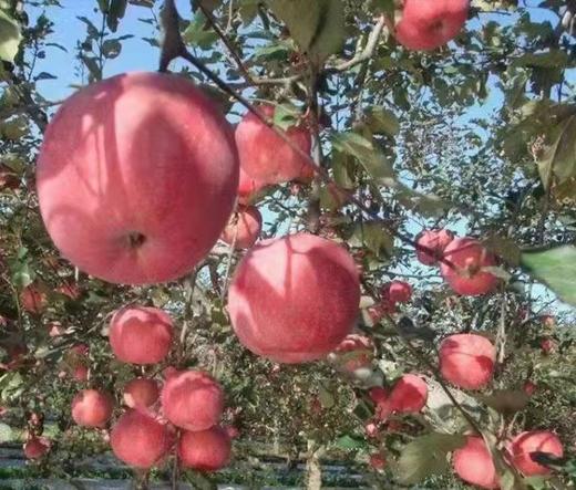 【团队苹果树】2022年我为汽车种棵树“我有一棵树 长在阿克苏”团队独享苹果树认种 商品图2