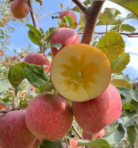 2022年我为汽车种棵树“我有一棵树 长在阿克苏”友情树