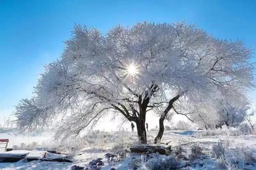 雪乡童话世界、查干湖冬捕、雾凇岛、镜泊湖冰瀑、东北虎雪地捕食7天摄影团 商品图3