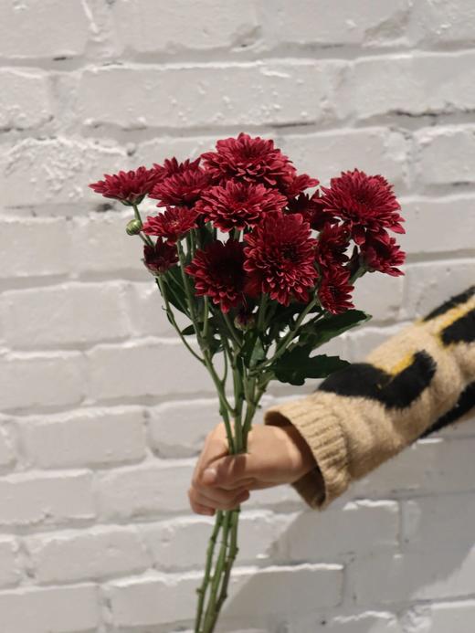 小雏菊合辑【沿着星河轨道，踏遍人间春秋】简小姐精选小雏菊 2件包邮 下单5天发货 商品图8