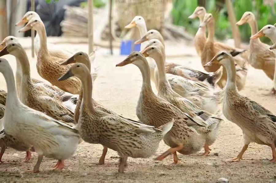 散养2年老麻鸭新鲜鸭肉老水鸭产蛋老母鸭