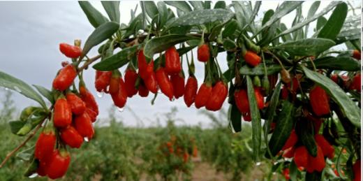 钻石红有机枸杞130g*2 商品图1