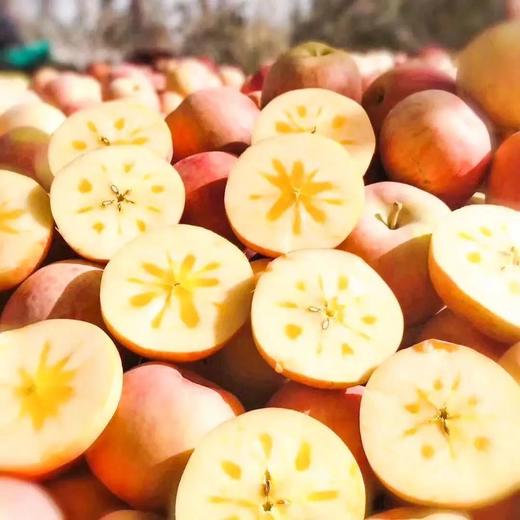 【团队苹果树】2022年我为汽车种棵树“我有一棵树 长在阿克苏”团队独享苹果树认种 商品图3