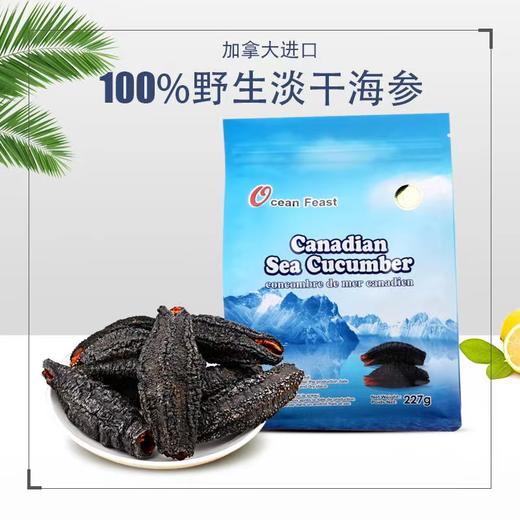 Ocean feast海洋盛宴小精灵级北极海参55头+（小金标）（一般贸易） 商品图0