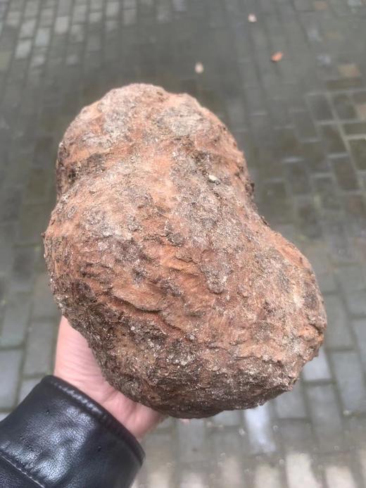 包邮 神农架野生茯苓200g*2盒 商品图2