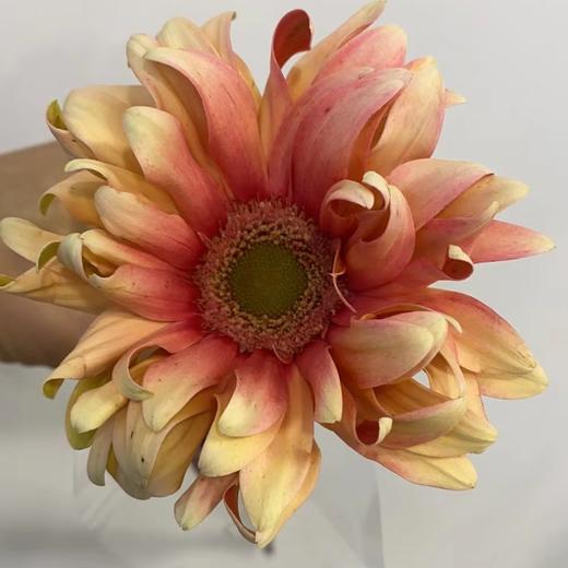 菊花-空气卷-粉红色-10枝 商品图0