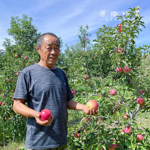 沙漠有机苹果（基地直发-京东包邮） | 多种规格，来自内蒙古赤峰，生产者：倪铁军【合作生产，公平贸易】 商品图4