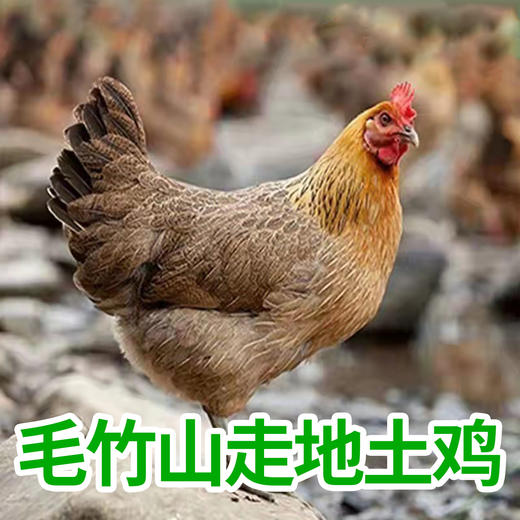【养殖180天以上】广西毛竹山走地土鸡（2.6-3斤/只） 商品图0