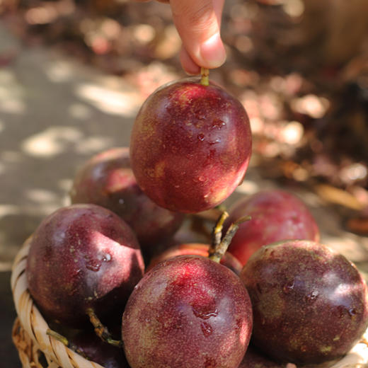 高原紫皮百香果  酸爽多汁   泡柠檬百香果蜂蜜水首选  包邮发货 商品图2