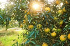 别让颜值控误导你，错失真正的好陈皮~