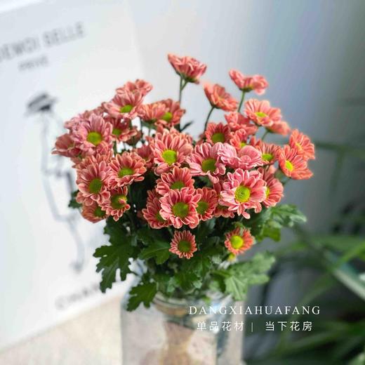 【AB级玲珑小雏菊】5支/份 商品图5