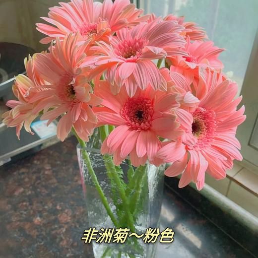 10枝 非洲菊-粉色｜新客福利 商品图0