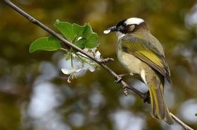 【售罄】【小陪伴冬令营】观鸟研学 | 寻找林间小可爱（1月23日下午）