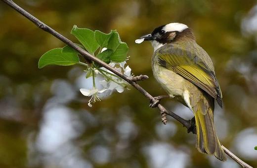 【售罄】【小陪伴冬令营】观鸟研学 | 寻找林间小可爱（1月23日下午） 商品图0