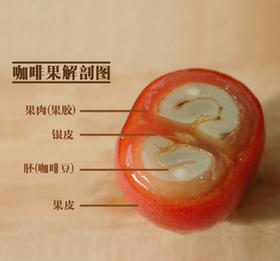 认识咖啡豆|咖啡樱桃的结构