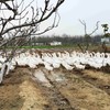 自产生态鹅肉（冷冻） | “吃草鹅 ”林下散养 肉质细腻 | 石嫣农场 *Home-grown goose 商品缩略图2