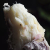 有机森林山药  | 合作生产 * Organic Forest Chinese yam | Coproduction 商品缩略图2