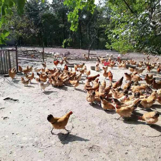 15枚正宗农家散养土鸡蛋柴鸡蛋新鲜健康营养 商品图2