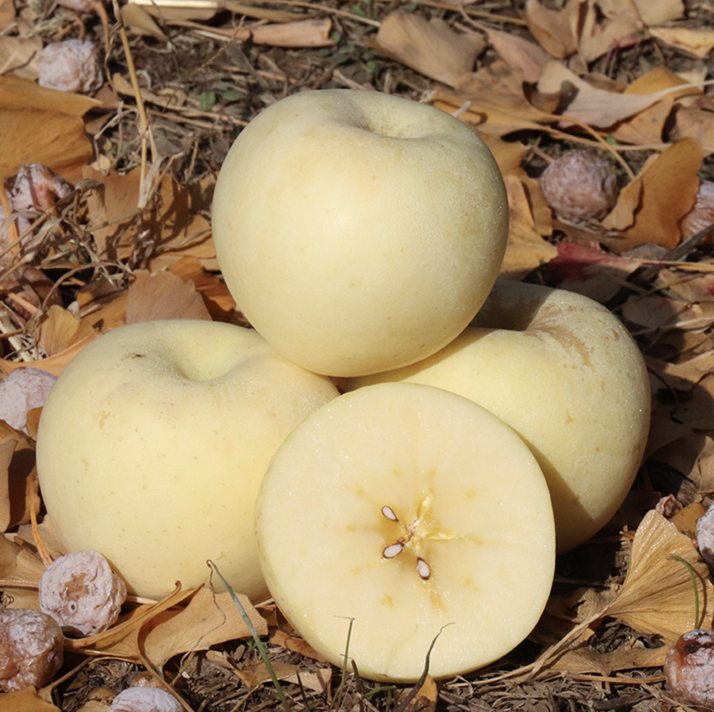 山东【奶油富士苹果】脆甜多汁，果香浓郁，口感细腻，自然成熟