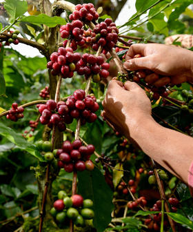 认识咖啡豆|咖啡果实的采摘