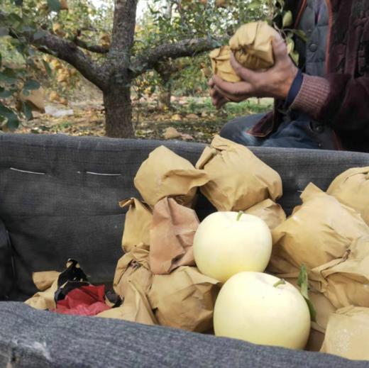 山东【奶油富士苹果】脆甜多汁，果香浓郁，口感细腻，自然成熟 商品图6