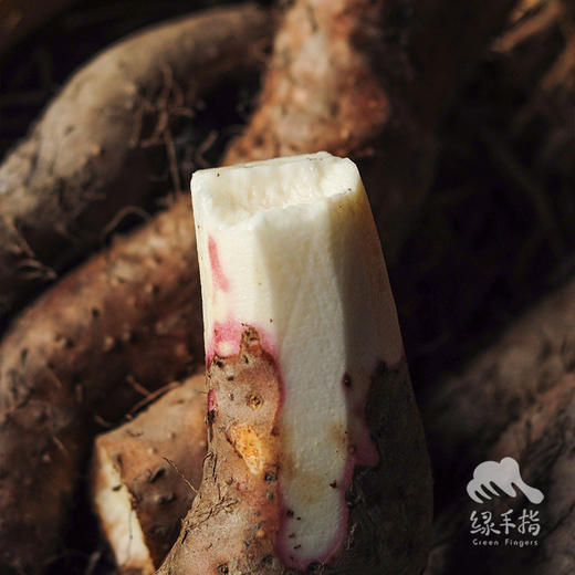 有机森林山药  | 合作生产 * Organic Forest Chinese yam | Coproduction 商品图0