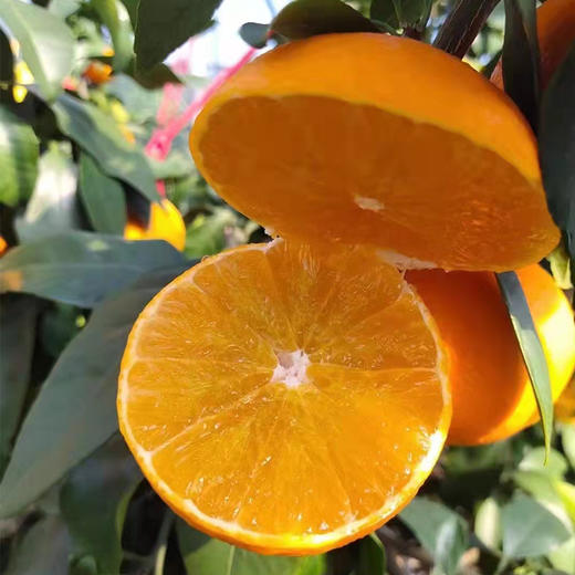 象山红美人柑橘 2500g 商品图7