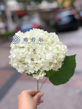 秒杀 安娜白绣球