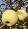 山东【奶油富士苹果】脆甜多汁，果香浓郁，口感细腻，自然成熟 商品缩略图4