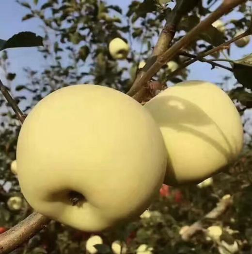 山东【奶油富士苹果】脆甜多汁，果香浓郁，口感细腻，自然成熟 商品图4