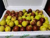 9.9元/箱水果码头大荔冬枣四斤装 商品缩略图1