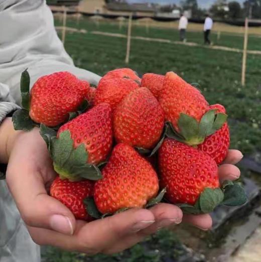 【顺丰为主】四川大凉山露天德昌草莓、果肉饱满，果汁丰富，大人小孩都爱吃【冻果不售后】 商品图5