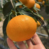 象山红美人柑橘 2500g 商品缩略图9