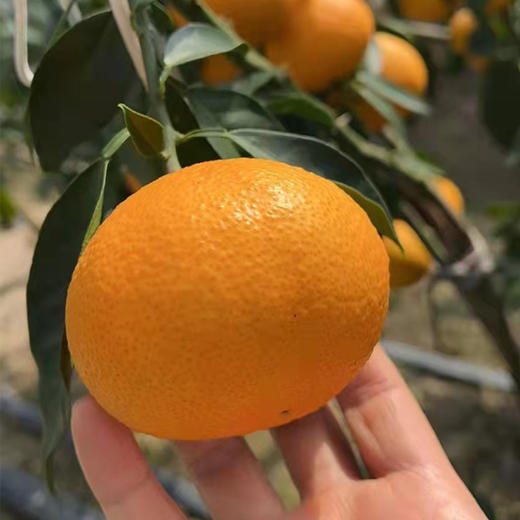 象山红美人柑橘 2500g 商品图9