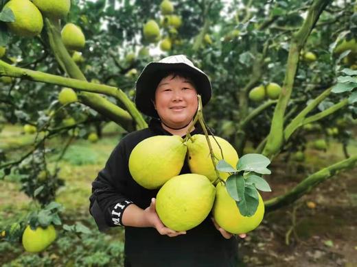 【劲爆开团】江永香柚，纯甜无酸，清脆爽口，水分好！产地直采整车到店 商品图1