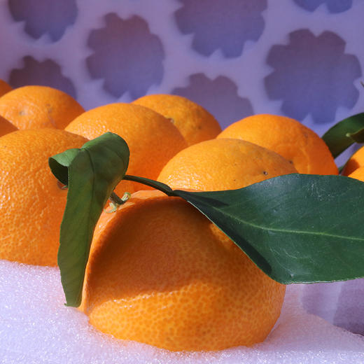 象山红美人柑橘 2500g 商品图0