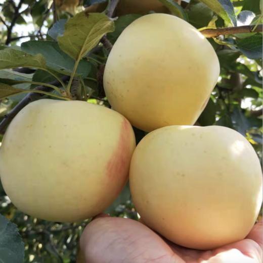 山东【奶油富士苹果】脆甜多汁，果香浓郁，口感细腻，自然成熟 商品图1