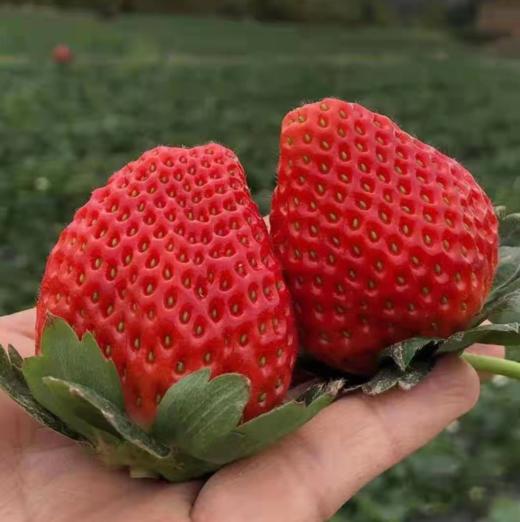 【顺丰为主】四川大凉山露天德昌草莓、果肉饱满，果汁丰富，大人小孩都爱吃【冻果不售后】 商品图4
