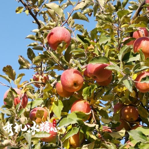 每年就等这次 天山下的冰糖心 | 新疆阿克苏 有机冰糖心苹果礼盒装12枚 琥珀糖心脆甜多汁 [福利品] 商品图5