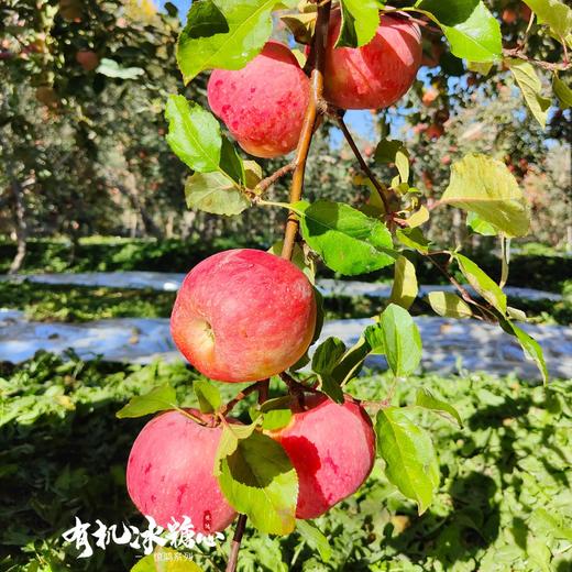 每年就等这次 天山下的冰糖心 | 新疆阿克苏 有机冰糖心苹果礼盒装12枚 琥珀糖心脆甜多汁 [福利品] 商品图3