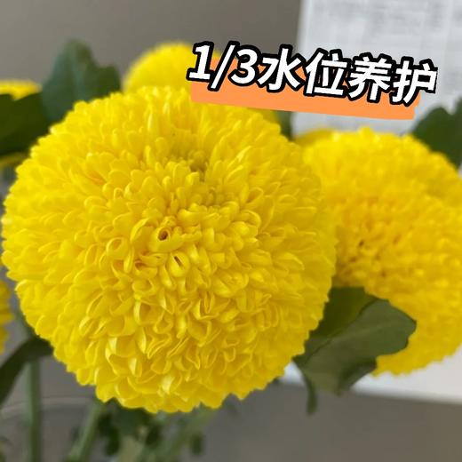 花友专享 | 黄色乒乓菊  5枝 商品图2