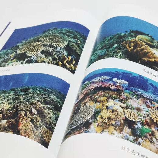 海底热带雨林珊瑚礁 商品图1