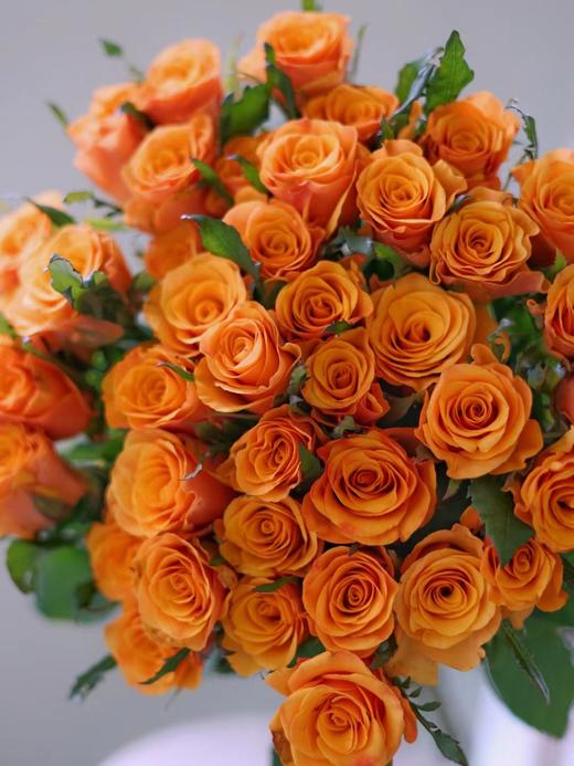 【周四秒杀】辉煌玫瑰一份15枝 59.8元 商品图1